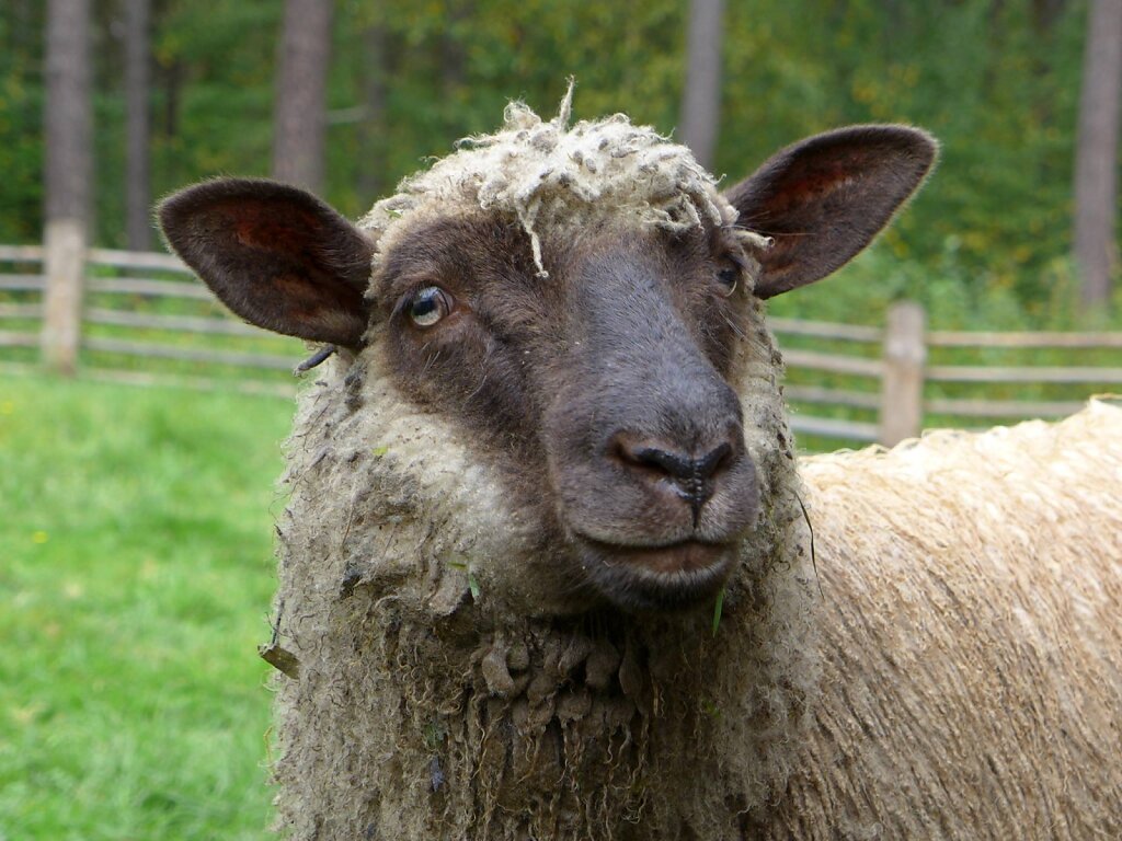 olen lammas