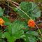 Rabamurakas (Rubus chamaemorus)