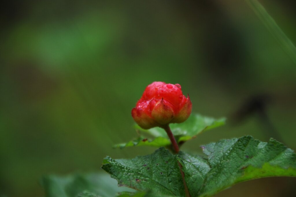 Toores rabamurakas (Rubus chamaemorus)